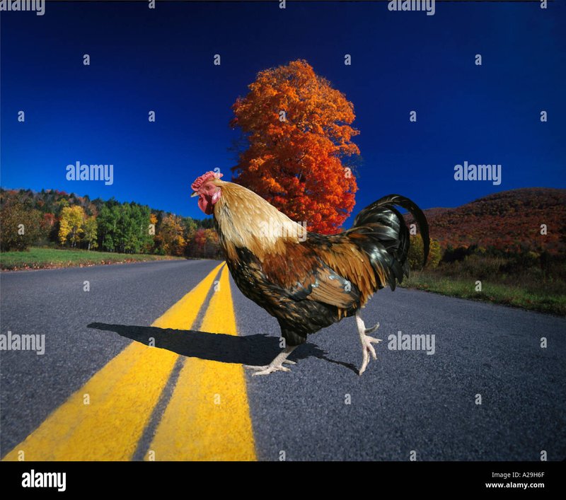 Chicken road game in Netherlands